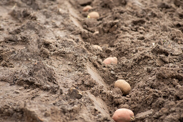 Fototapeta na wymiar Row of holes made with shovel and potato in them. Planting potato concept