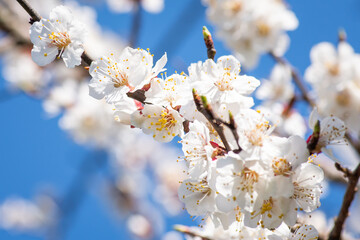 Close-up shot of apricot branch blooming against blue sky. Blooming apricot tree in Spring