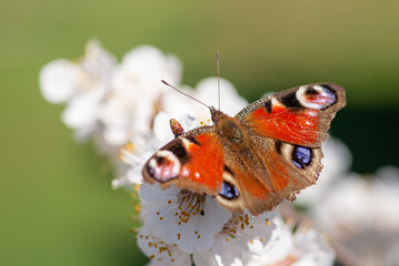 Close-up shot of a butterfly on blooming branch of apricot tree. Bright butterfly on flowers