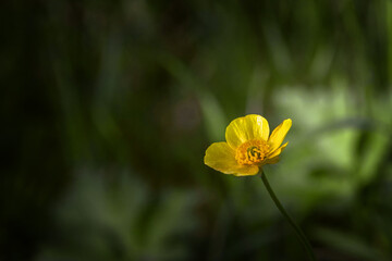 Yellow meadow buttercup flower close-up. Yellow buttercup flowers on a sunny summer day. Yellow wild buttercup flower on a blurry background. Space for text.