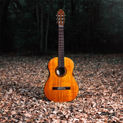 Guitarra clásica parada en bosque oscuro. Portada