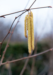 Buds on hazelnuts. Nature background