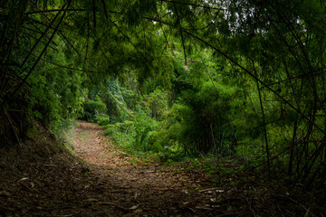 Inside the rainforest at Volcan Baru national park; Chiriqui Province; Panama; Central America.