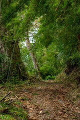 Obraz premium Inside the rainforest at Volcan Baru national park; Chiriqui Province; Panama; Central America - stock photo