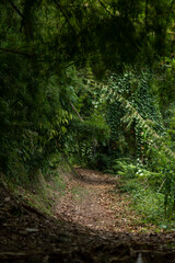 Inside the rainforest at Volcan Baru national park; Chiriqui Province; Panama; Central America