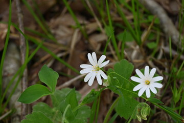 Stellaria holostea L.
Greater stichwort, Easter-bell, Greater stitchwort, Addersmeat, Greater starwort, Adder's-meat, Thunder-flower
