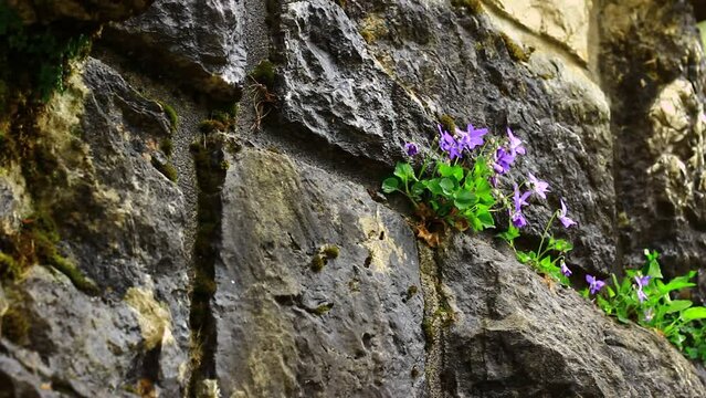 Small flowers from a rocky wall growing.