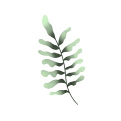 green leaves isolated on white background