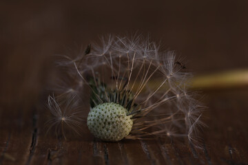 Withered dandelion on a dark background close-up