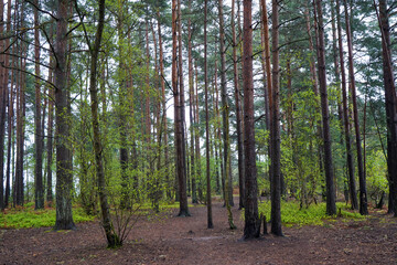 Naklejka premium Looking in to tall pine trees in a forest in the summer