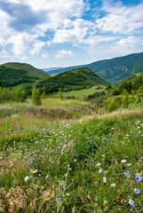 meadow with flowers and mountains