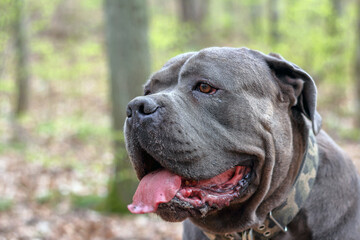 Portrait of a Cane Corso dog in the forest in Poland