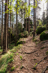 Forest with rock formations and hiking trail in Broumovske steny in Czech republic