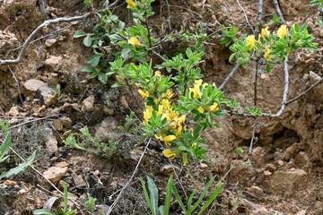 Fototapeta premium Cytisus hirsutus L. Clustered broom, Big-flower broom, Hairy Broom, Big-flowered Broom, Headed Broom