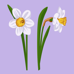 Realistic white daffodils isolated from each other