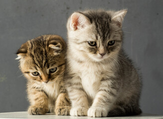 beautiful portrait of two kittens on a gray background.two British kittens are sitting in full growth on a gray background