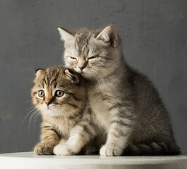 beautiful portrait of two kittens on a gray background.two British kittens are sitting in full growth on a gray background