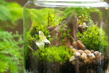Florarium with different kinds of plants. Home decoration