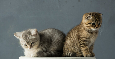 beautiful portrait of two kittens on a gray background.two British kittens are sitting in full growth on a gray background