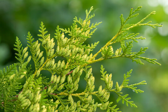 Green branches of Thuja occidentalis, also known as northern white cedar, eastern white cedar or arborvitae. Branch of evergreen coniferous tree on green background