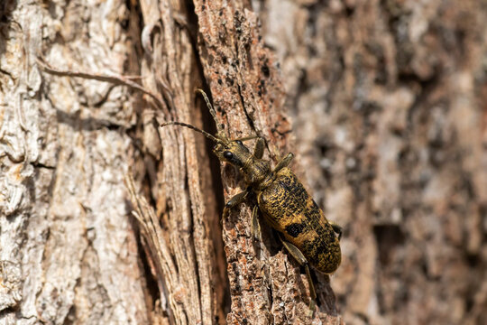The black-spotted longhorn beetle, Rhagium mordax resting on the bark of a Norway maple