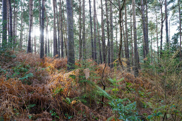 Bracken and ferns in a pine woodland in the autumn
