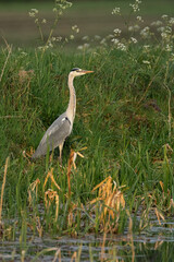 Heron Standing Proud By The River
