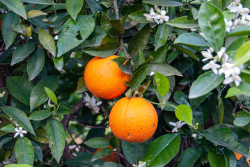 Naranjas