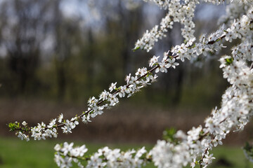White small flowers on the branches of a cherry plum tree in the sun