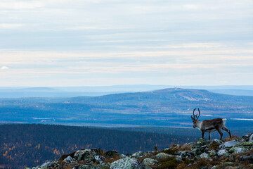 Reindeers in Yllas Pallastunturi National Park, Lapland, northern Finland