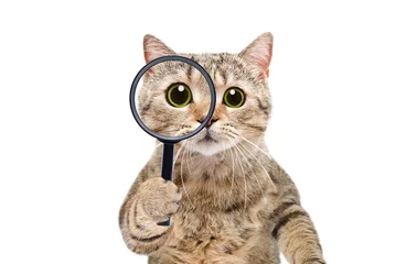 Zelfklevend Fotobehang Portrait of a funny curious cat scottish straight looking through a magnifying glass isolated on a white background © sonsedskaya
