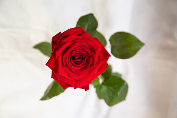 Red rose