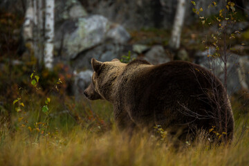 Brown bear in Kuusamo, Lapland, Finland