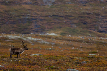Reindeers in Autumn in Lapland, Northern Finland. Europe