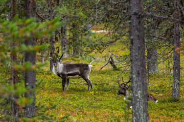 Reindeers in Autumn in Lapland, Northern Finland. Europe