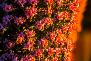 Sunset between Tajinastes in Caldera De Taburiente Nature Park, La Palma Island, Canary Islands, Spain