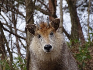ニホンカモシカ © 晋 宮本