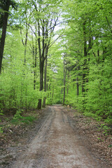 Wald Buchen Frühling