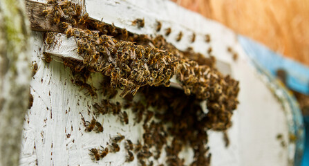 Bees entering in bee hive with collected floral nectar and flower pollen after an intense harvest...