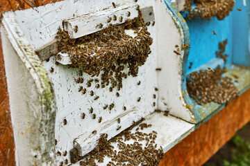 Bees entering in bee hive with collected floral nectar and flower pollen after an intense harvest period. Close up of working bees in a wooden beehive. Concept of healthy organic apiary