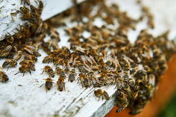 Bees entering in bee hive with collected floral nectar and flower pollen after an intense harvest period. Close up of working bees in a wooden beehive. Concept of healthy organic apiary