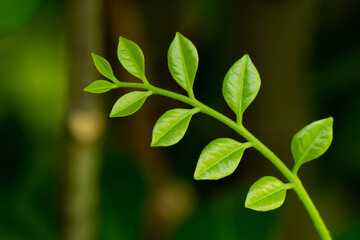 Fototapeta na wymiar Young leaves on green nature background. 