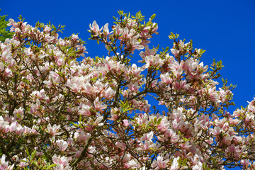 Blooming magnolia tree. White magnolia flower on tree against blue sky. Spring background.