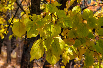 autumn leaves in the park