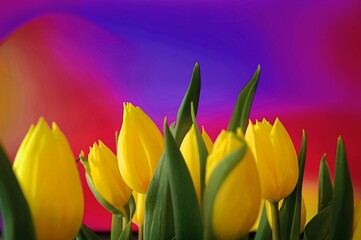 Naklejka premium Wiosenne tulipany na pięknym kolorowym tle