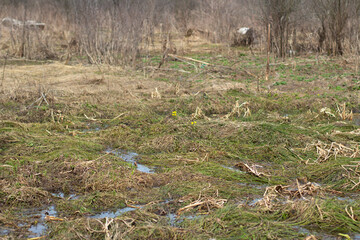 Wetlands. Middle zone of Russia.
