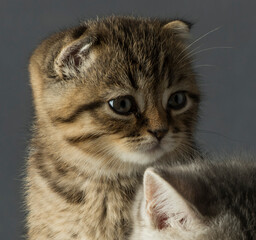 
kittens close up. beautiful portrait of British breed kittens