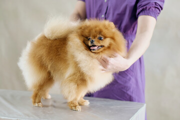 A female groomer demonstrates a haircut of a charming purebred pomeranian in a rack