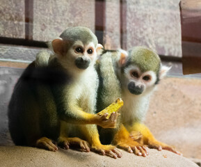 Obraz premium Squirrel Monkey Sharing His Food