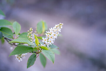 Spring flowers in the forest.